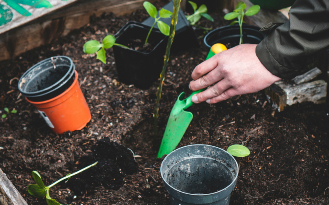 DIY Fruit & Veggie Gardens