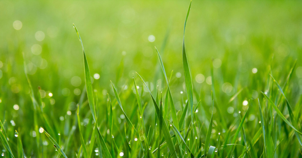 Paramount Landscaping - The Goal - Greener Grass - Landscaping Company in Ontario