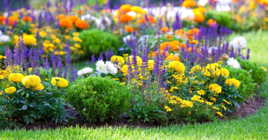 Paramount Landscaping - Annuals Versus Perennials