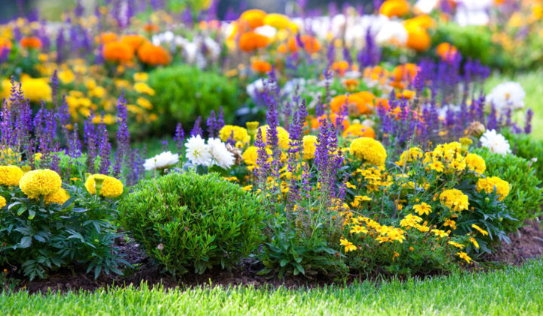 Annuals Versus Perennials