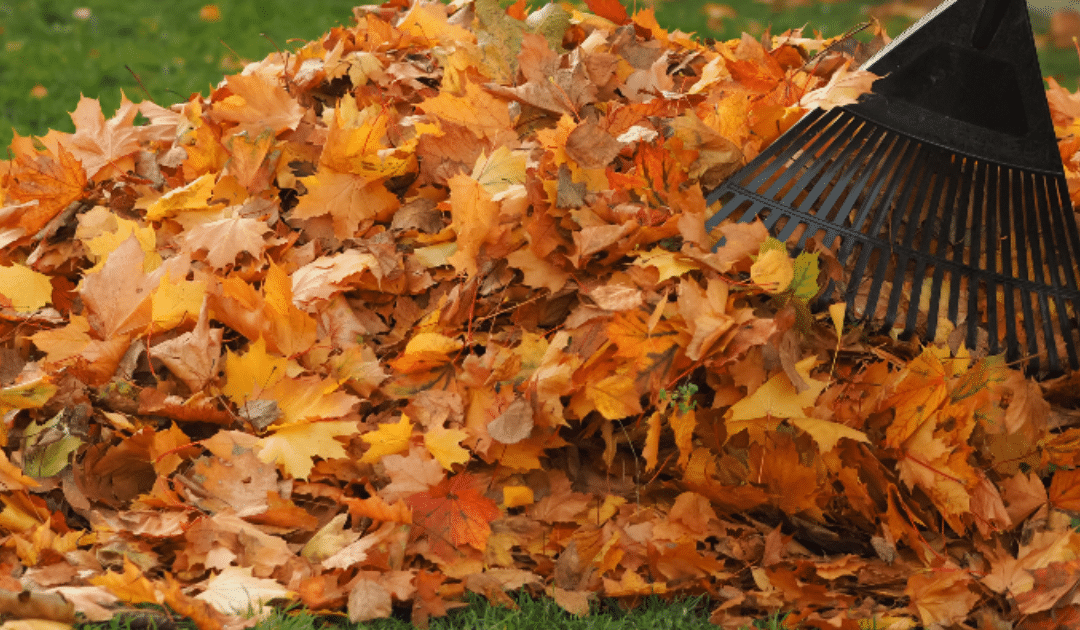 What Happens To Your Fall Yard Waste?