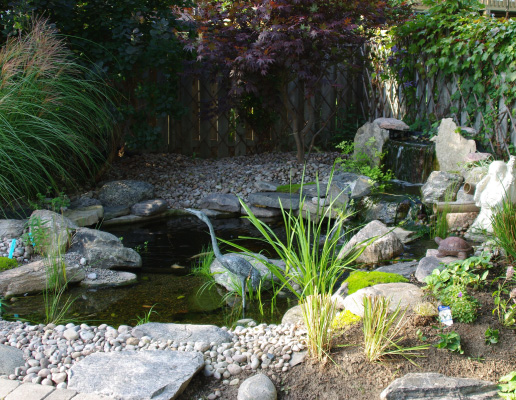 Backyard pond installation
