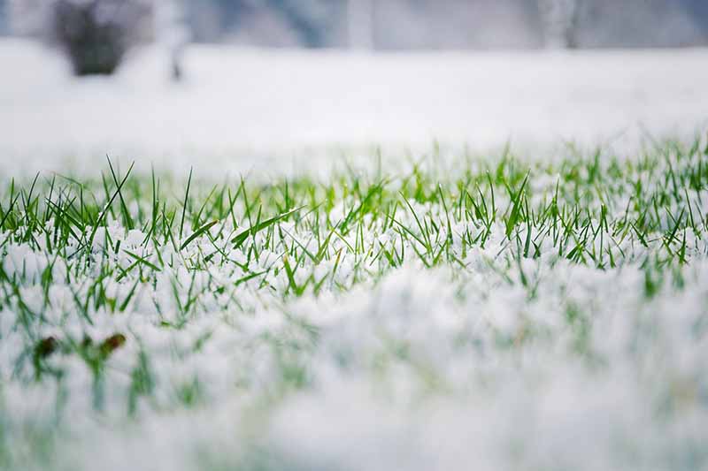 Close-up of a lawn covered in snow. 