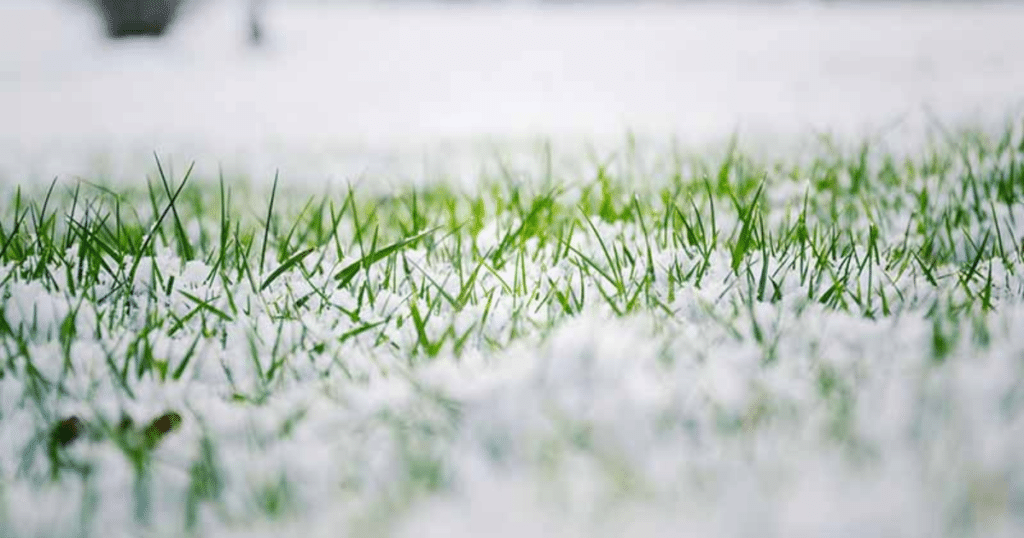 Paramount Landscaping - 5 Essential Tips to Maintain a Healthy Lawn in Colder Weather