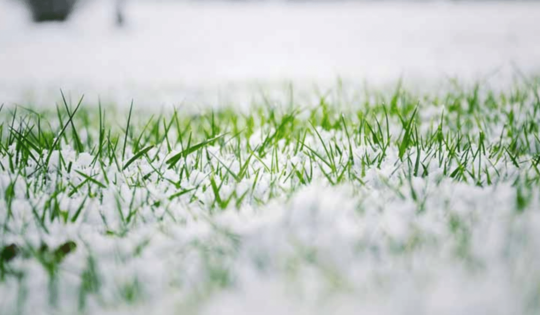 5 Essential Tips to Maintain a Healthy Lawn in Colder Weather