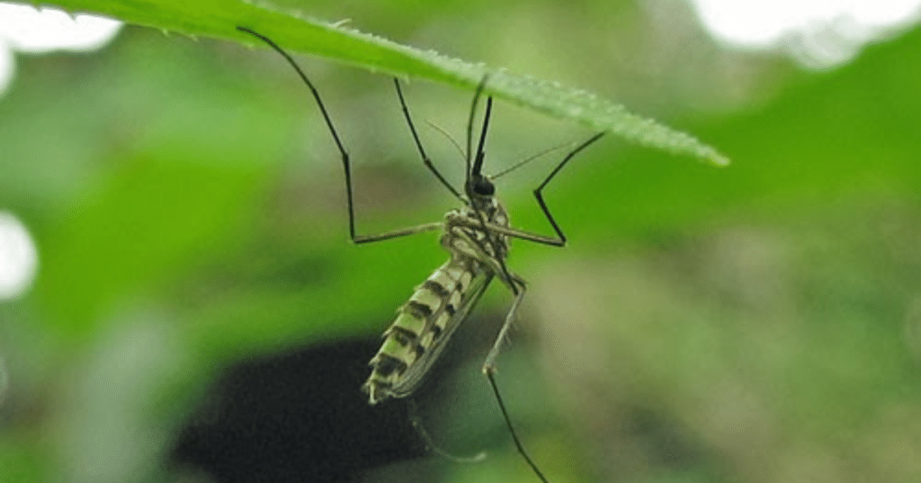 Paramount Landscaping - Effective Strategies to Eliminate Mosquitoes from Your Yard