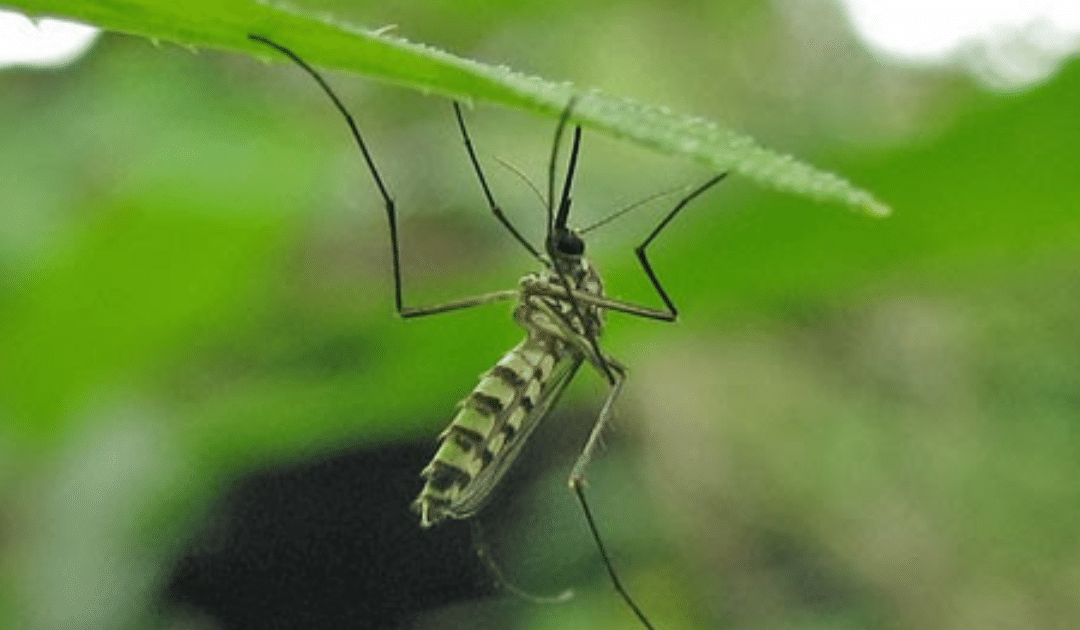 Effective Strategies to Eliminate Mosquitoes from Your Yard