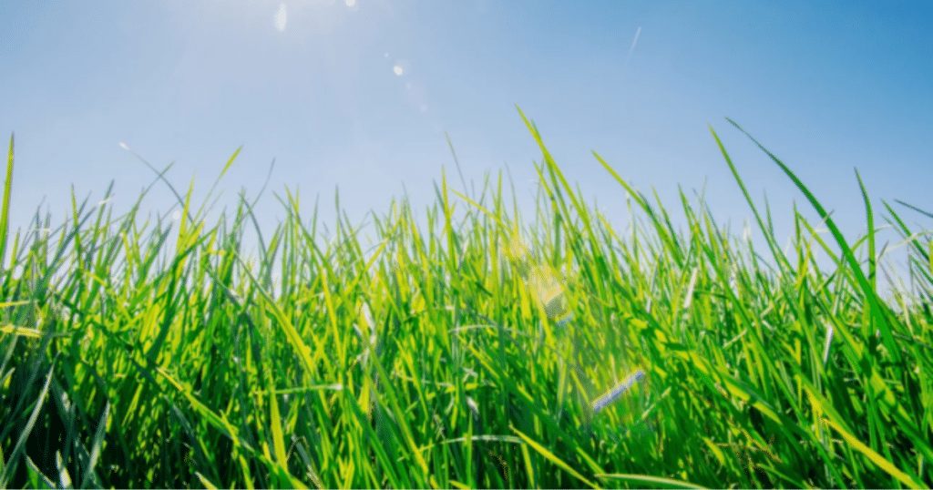 Paramount Landscaping - 5 Essential Tips for Maintaining a Lush Lawn in Hot Weather