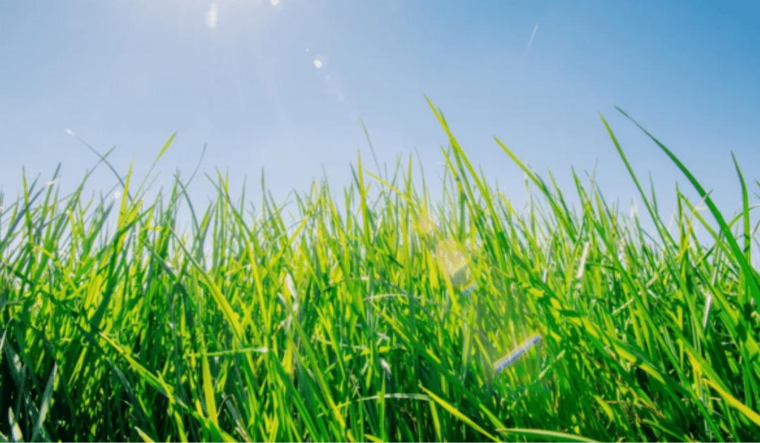 5 Essential Tips for Maintaining a Lush Lawn in Hot Weather