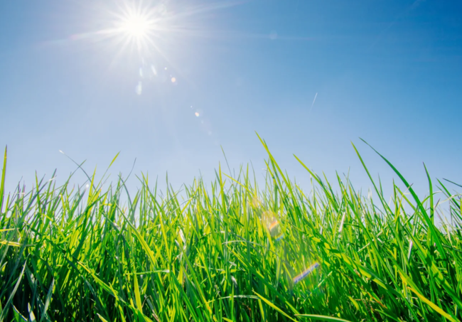 5 Essential Tips for Maintaining a Lush Lawn in Hot Weather