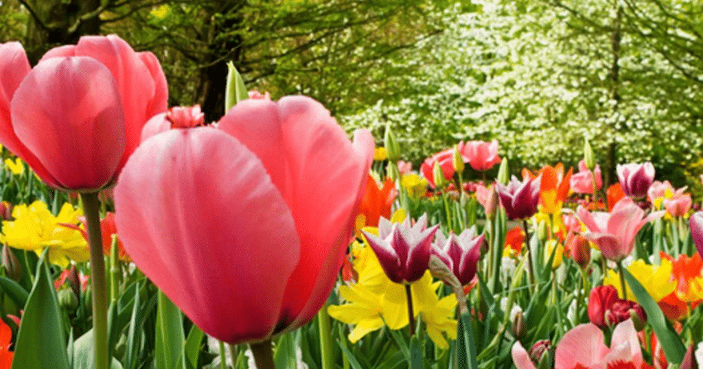 Paramount Landscaping - 5 Essential Tips to Keep Your Flowers Blooming and Beautiful