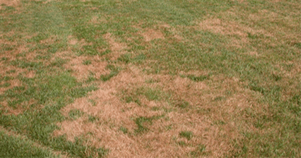 Paramount Landscaping - Preventing Brown Patches in Your Lawn