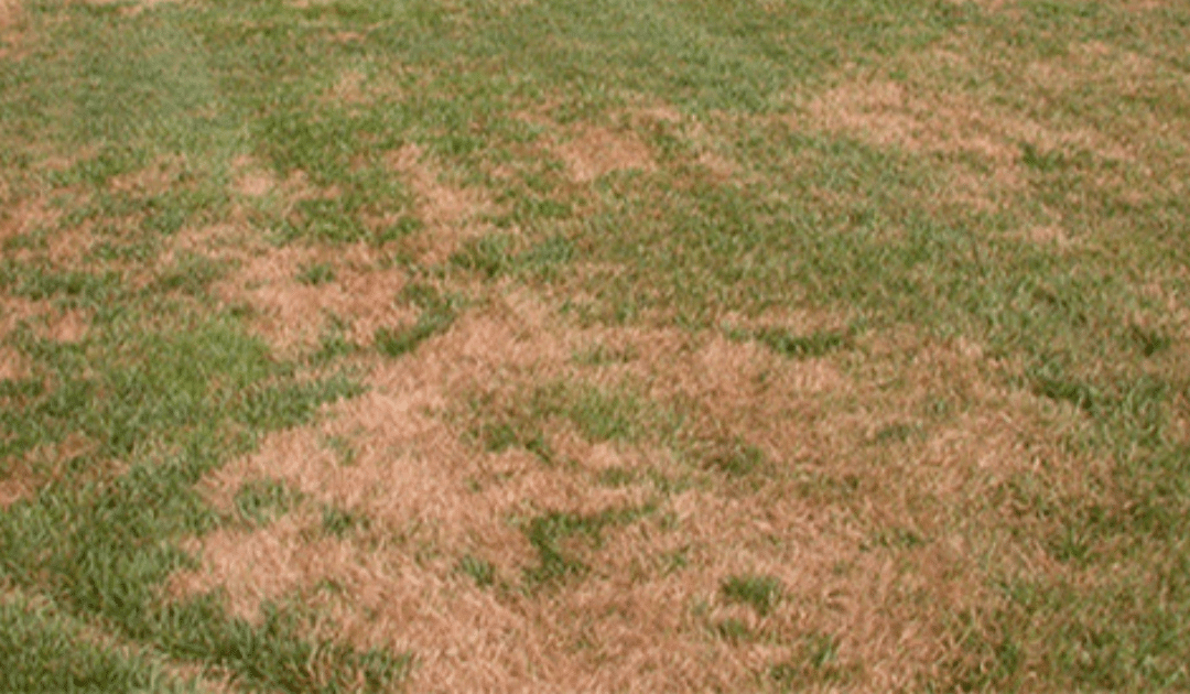 Preventing Brown Patches in Your Lawn