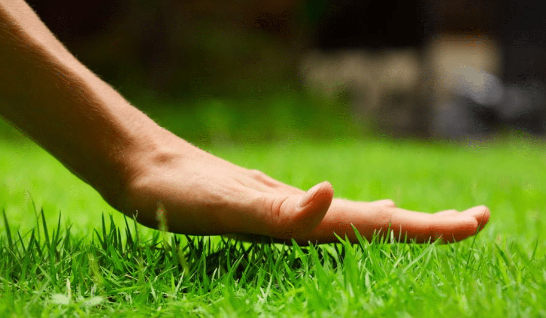 The Importance of Proper Lawn Care: A Beautiful Oasis at Your Doorstep