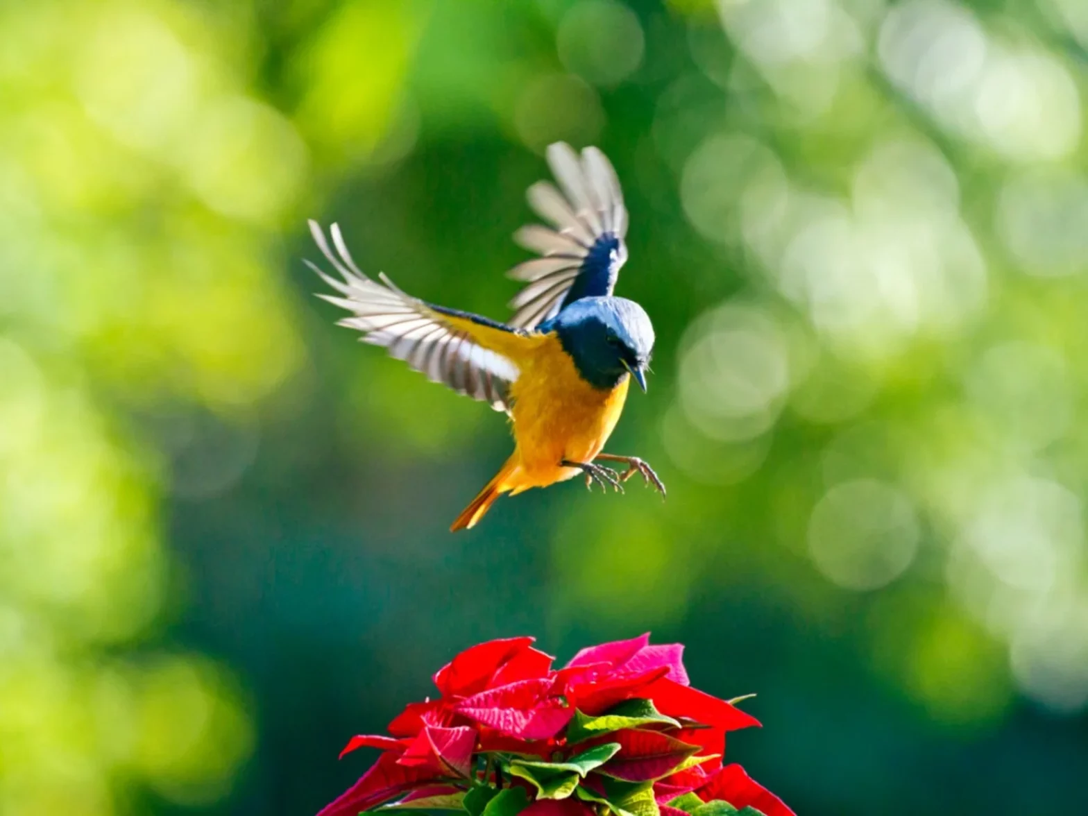 Transform Your Backyard into a Bird Haven: 5 Tips to Attract Feathered Friends