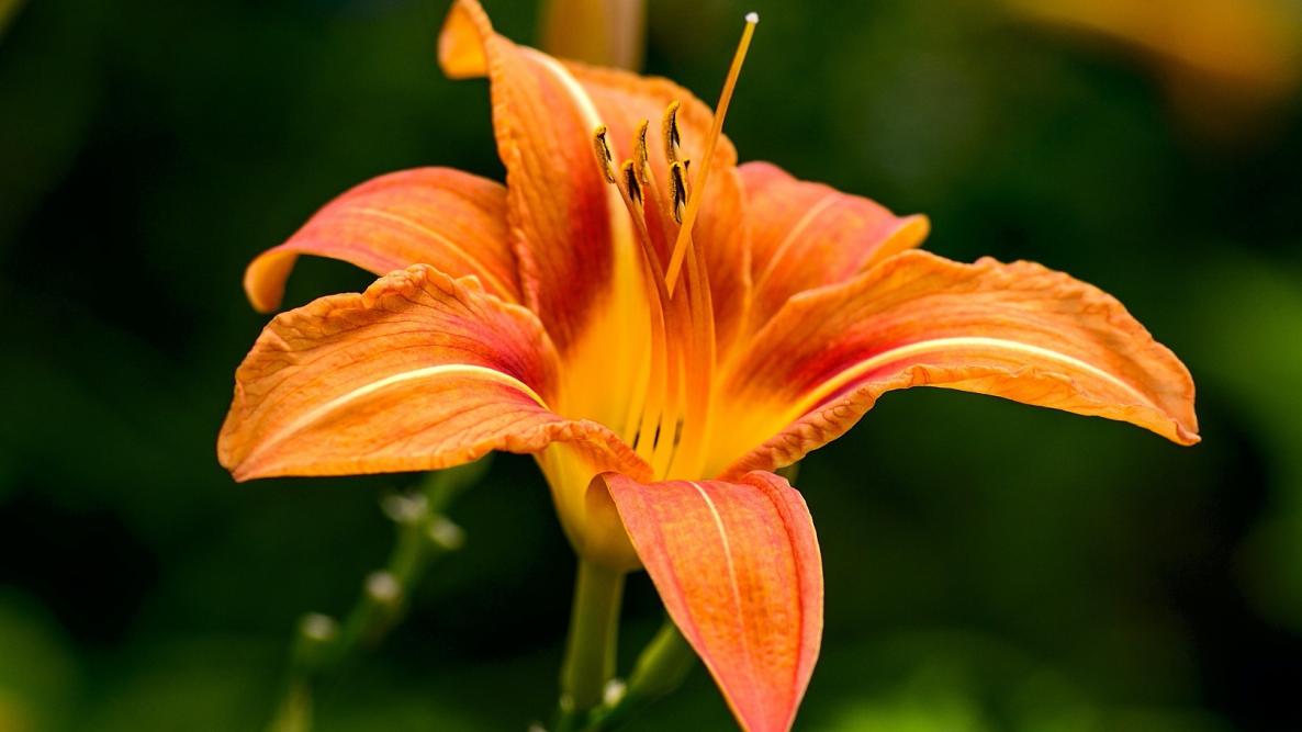 Daylily flowers in orange color. 