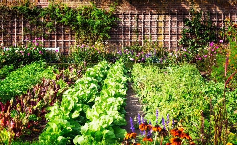 Tips for starting your own vegetable garden 