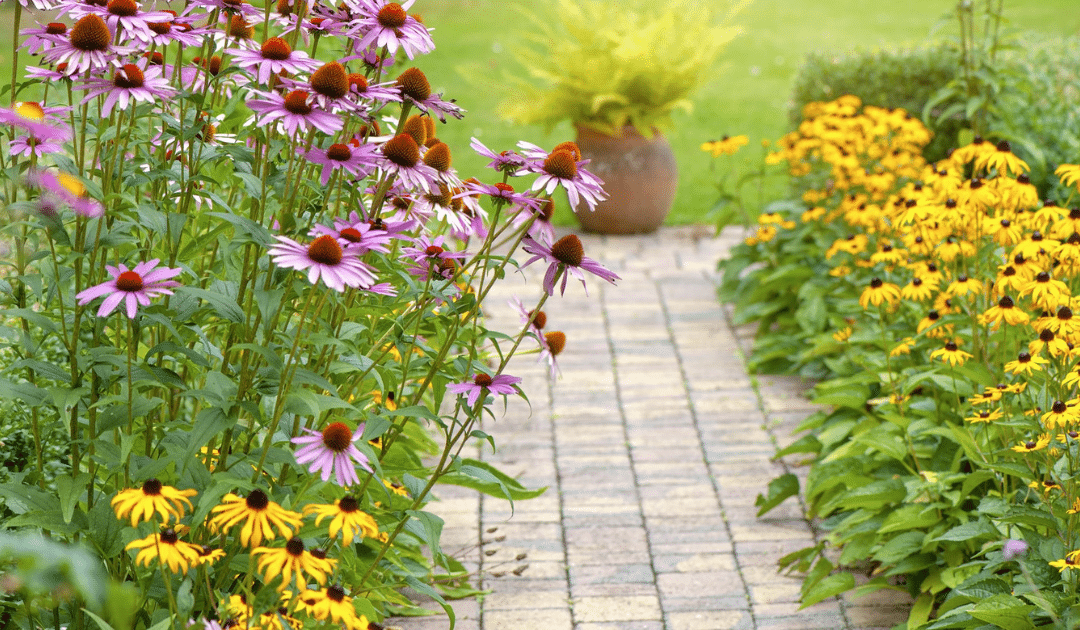 10 Best Perennials to Transform Your Garden into a Colourful Haven