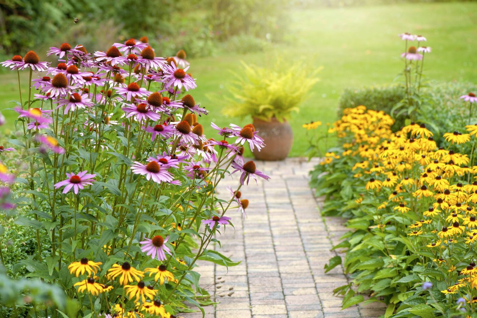 10 Best Perennials to Transform Your Garden into a Colourful Haven