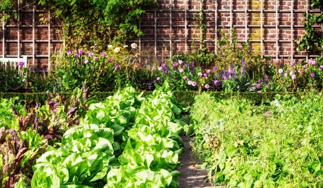 Planting Your Own Vegetable Garden