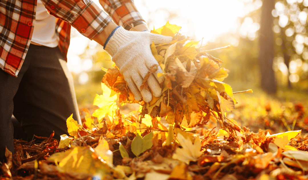 The Importance of Fall Clean-ups