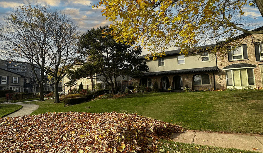 Why Not Cleaning Leaves from Your Lawn Can Be Harmful