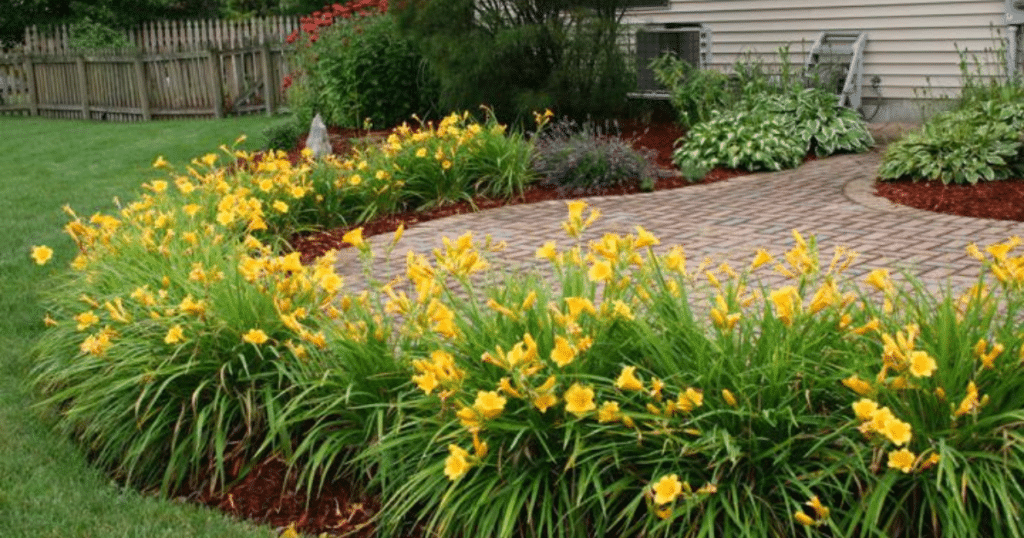 Paramount Landscaping - Our 5 Favourite Low Maintenance Outdoor Plants