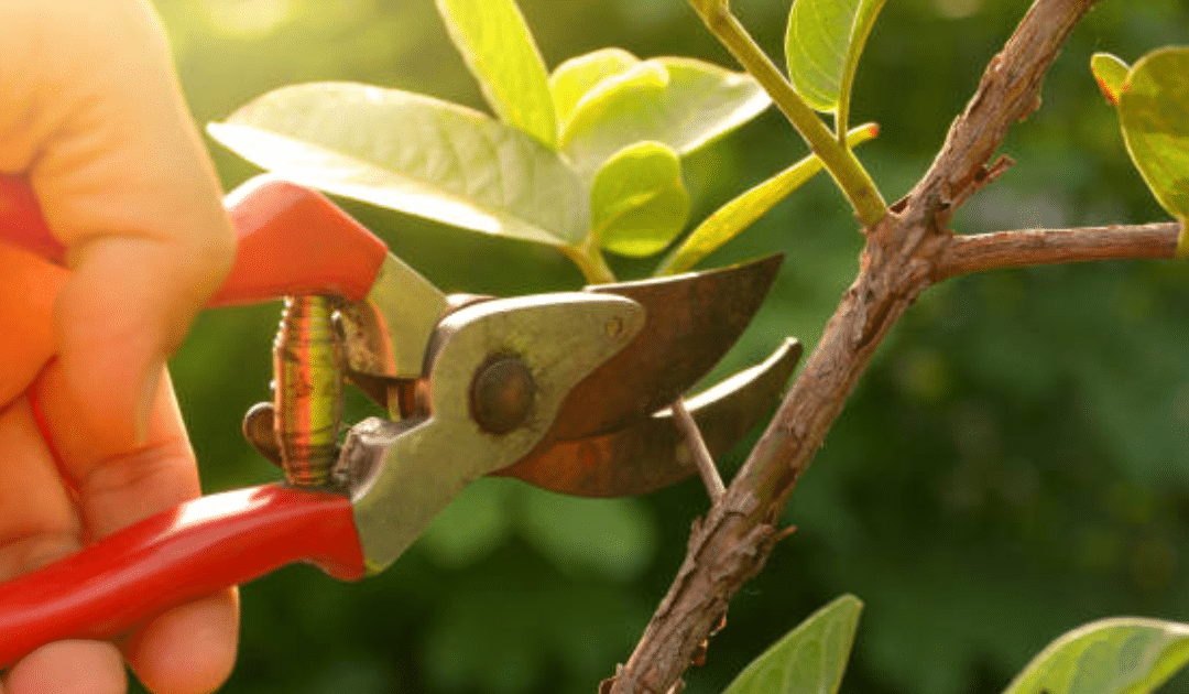 The Art and Science of Pruning