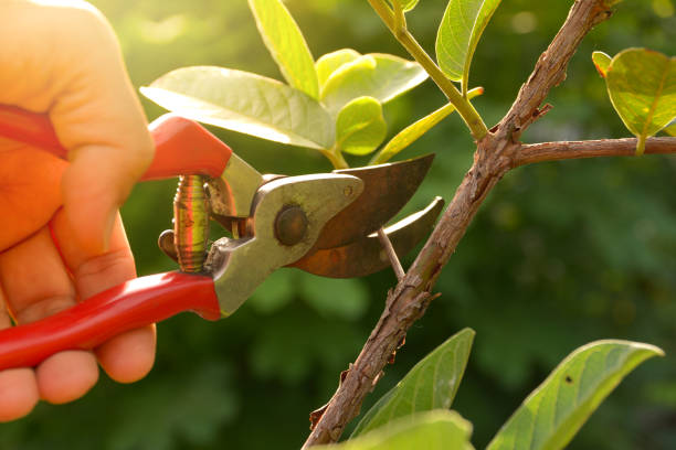 The Art and Science of Pruning