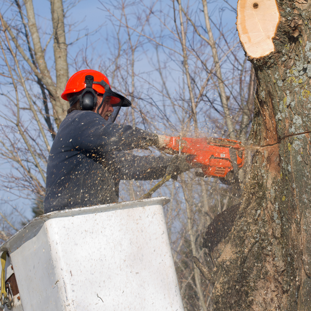 Paramount Landscaping - Arborist Services - Landscapers in Ontario