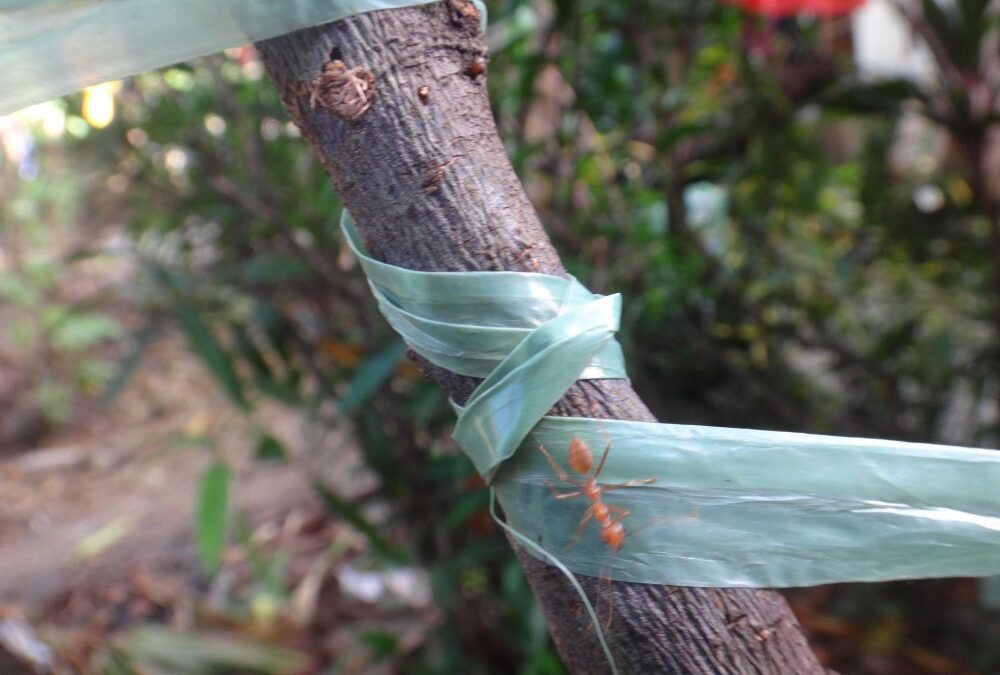 How to Wrap a Tree for Winter 