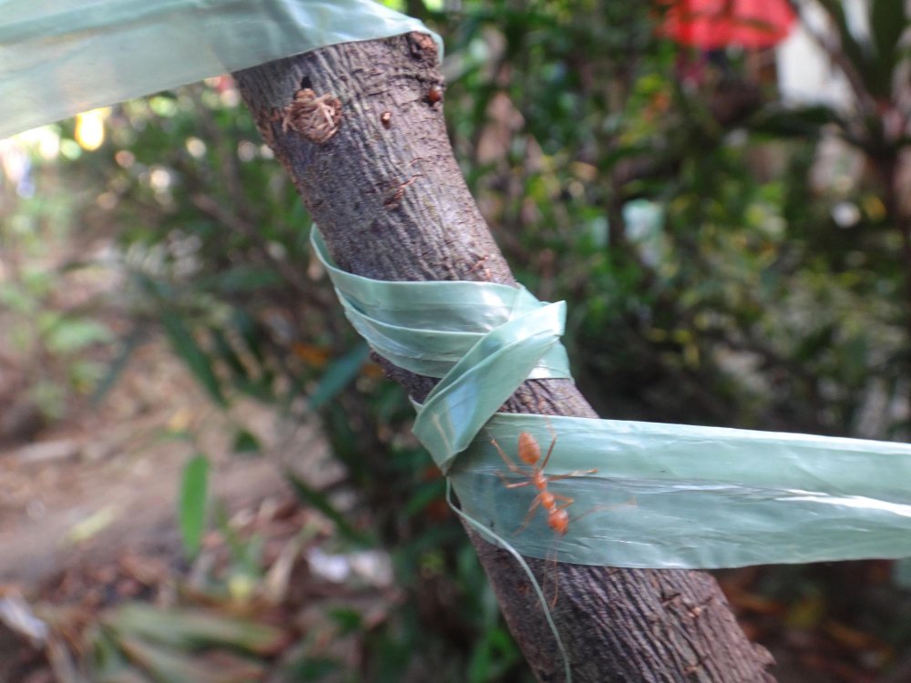 How to Wrap a Tree for Winter