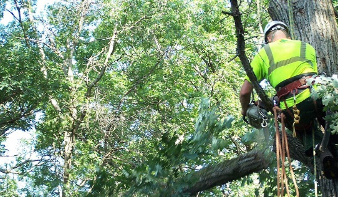 Arborist Services