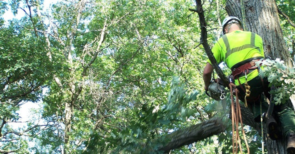 Arborist Services - Paramount Landscaping - 7