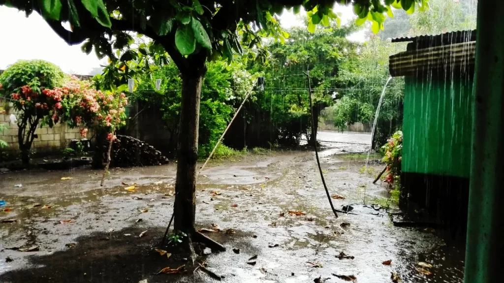 What Is A Rain Garden