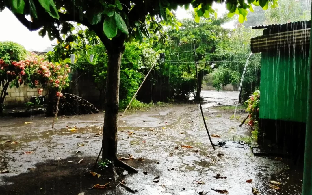 What Is A Rain Garden