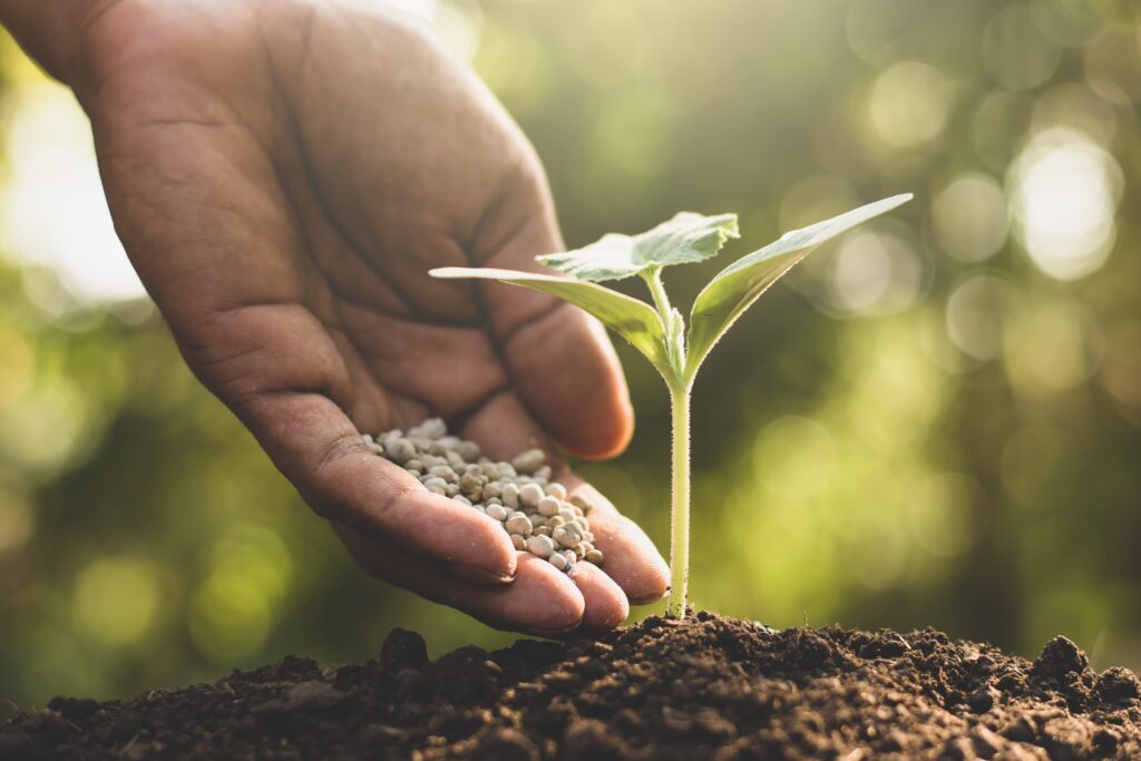 I Know If My Evergreen Plants Need Fertilizer