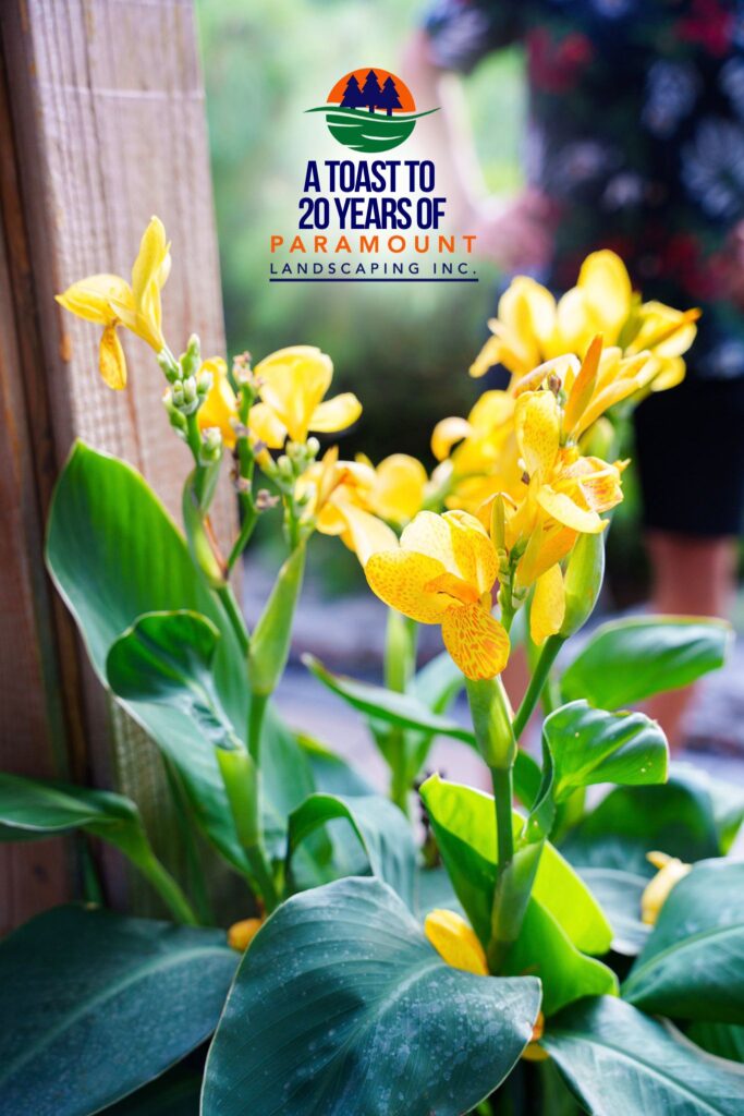 Close-up of yellow flowers in a landscaped garden bed with Paramount Landscaping’s 20th Anniversary signage in the background.