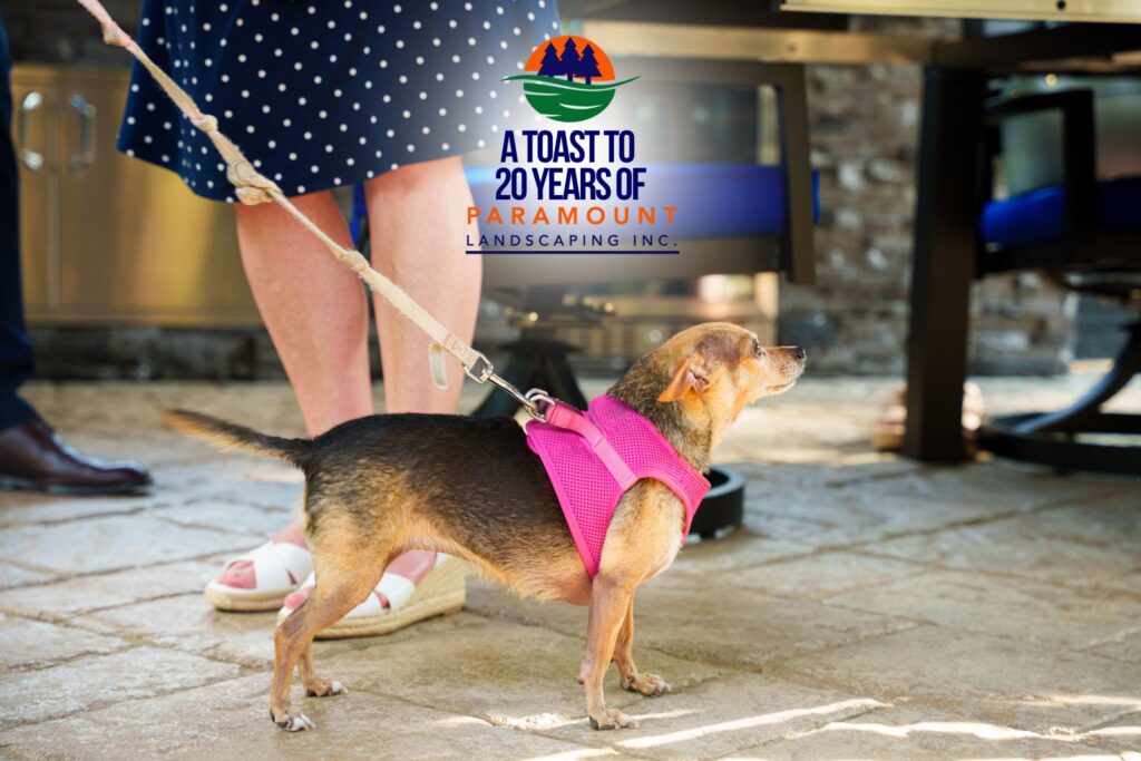 A small dog on a pink leash walking beside a woman wearing patterned heels at Paramount Landscaping’s 20th Anniversary event.