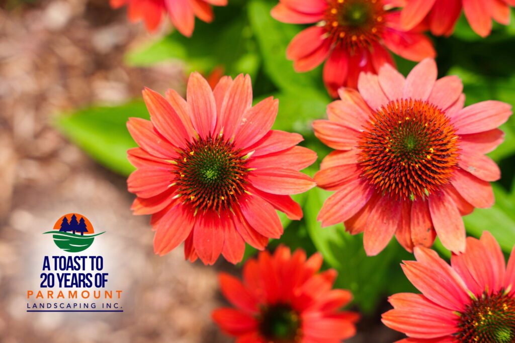 Bright red coneflowers in full bloom at Paramount Landscaping’s 20th Anniversary Celebration, planted in the Discovery Lounge garden.