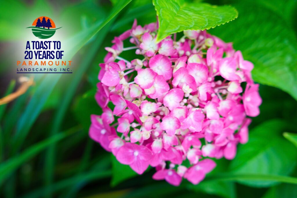 Close-up of a blooming pink hydrangea in the landscaped gardens at Paramount Landscaping’s 20th Anniversary Celebration.